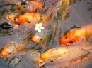 Fish in Pond, Vietnam