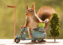 Red Squirrel with a Motorbike