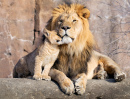 Proud African Lion with His Cub