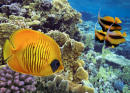 Masked Butterfly Fish at the Coral Reef